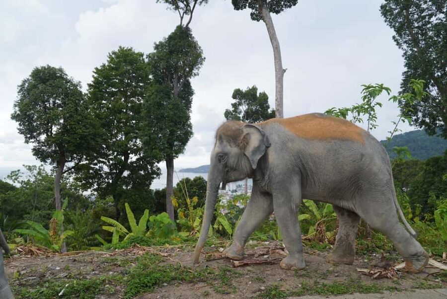 Phuket: Eco Guided Tour at Elephant Sanctuary - A closer look at the 30-minute schedule