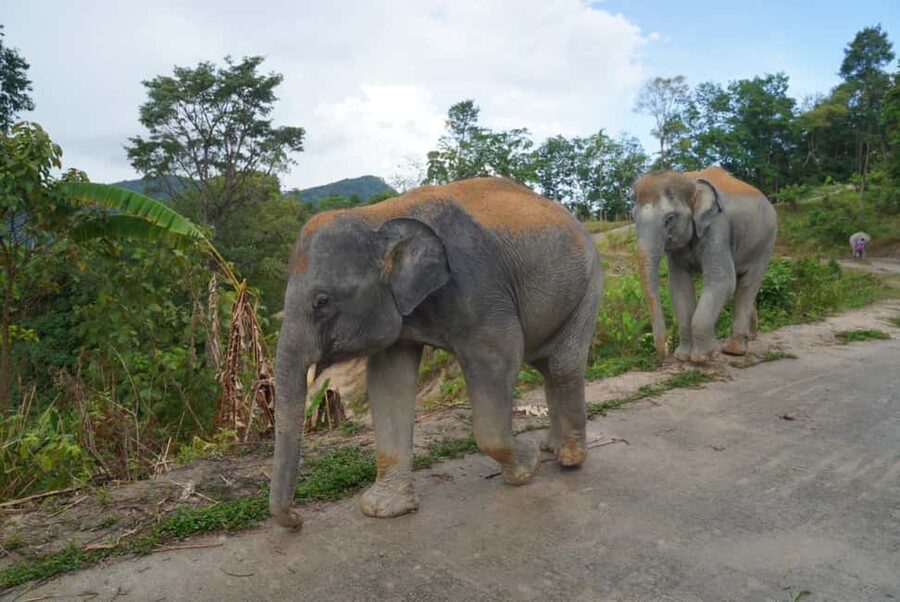 Phuket: Eco Guided Tour at Elephant Sanctuary - Who will enjoy this experience most?