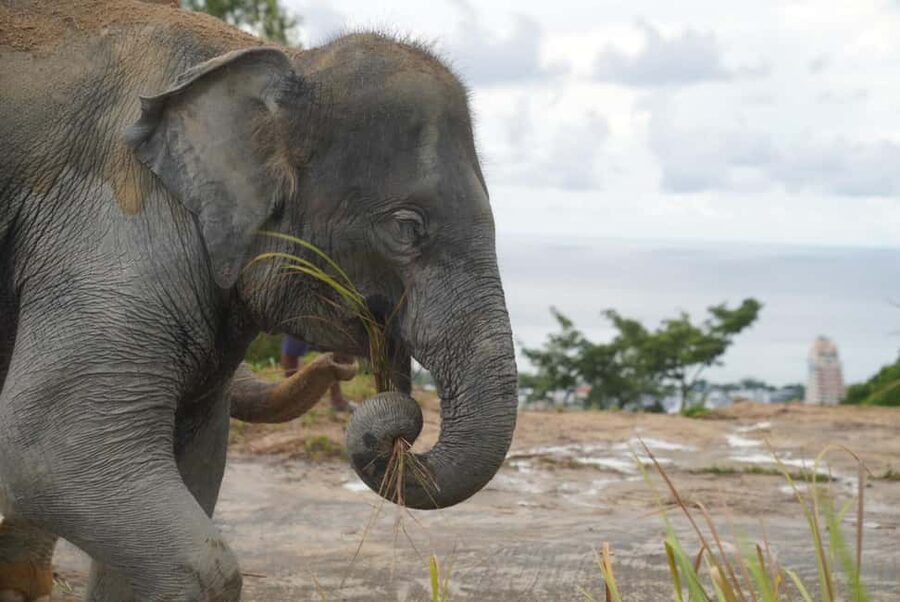 Phuket: Eco Guided Tour at Elephant Sanctuary - Practical advice for a comfortable visit