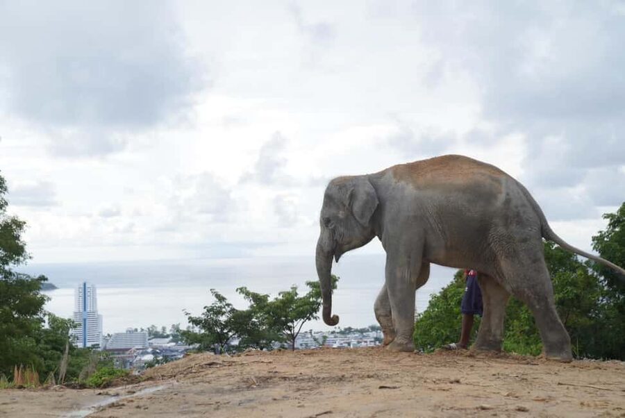 Phuket: Eco Guided Tour at Elephant Sanctuary - Should you book the Hill Tribe Elephant Village visit?