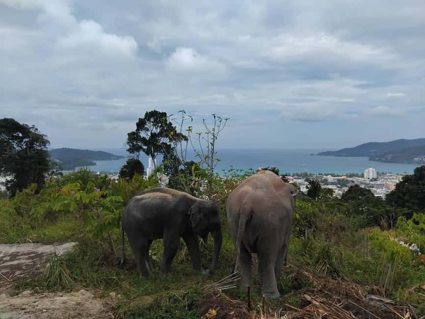 Phuket: Eco Guided Tour at Elephant Sanctuary - Preparing the herbal vitamin balls