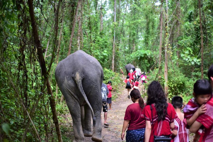 Phuket: Elephant Experience with Lunch or Dinner and Pickup - Thai buffet lunch or dinner after the session