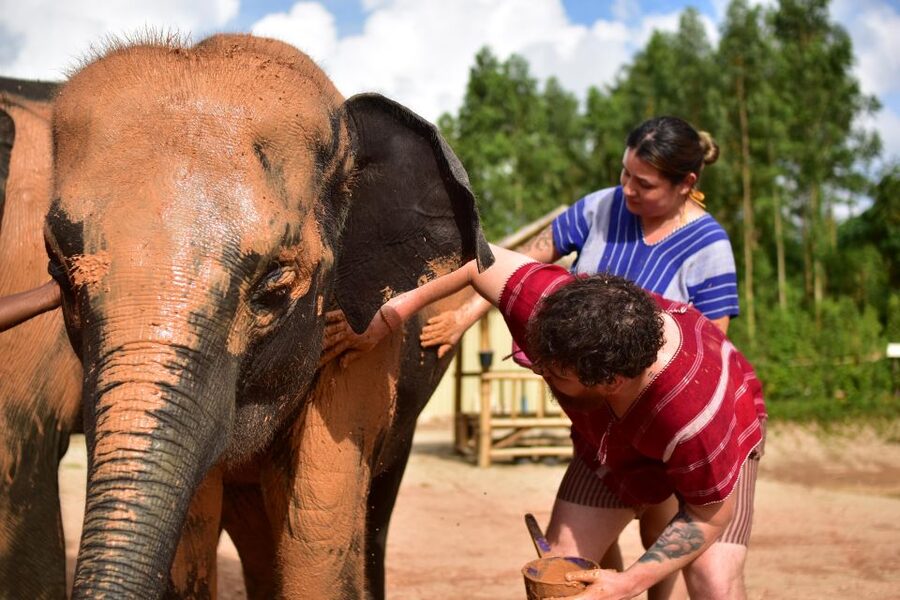 Phuket: Elephant Experience with Lunch or Dinner and Pickup - Phuket pickup, timing, and the real value of $67