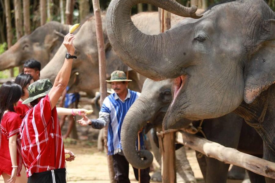 Phuket: Elephant Experience with Lunch or Dinner and Pickup - Feeding food and vitamins to the elephants