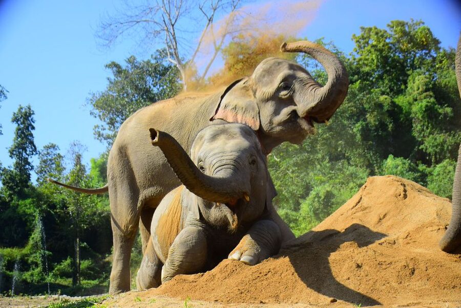 Phuket: Elephant Feeding Program - Meeting the elephants at Green Elephant Sanctuary Park