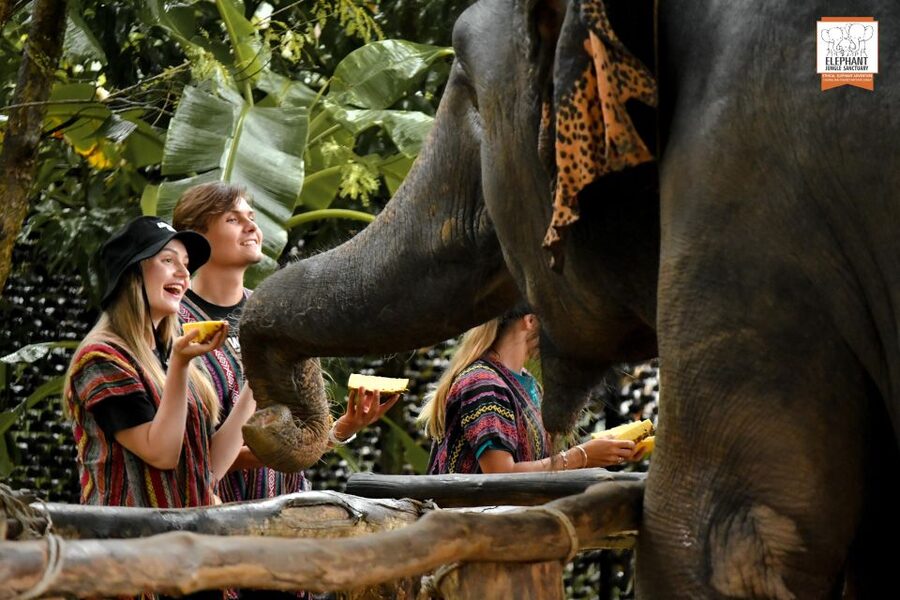 Phuket: Elephant Jungle Sanctuary Ethical Feeding Experience - What the one-hour visit is really like