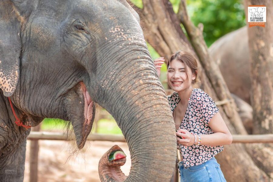 Phuket: Elephant Jungle Sanctuary Ethical Feeding Experience - Meeting the elephants at Elephant Jungle Cafe