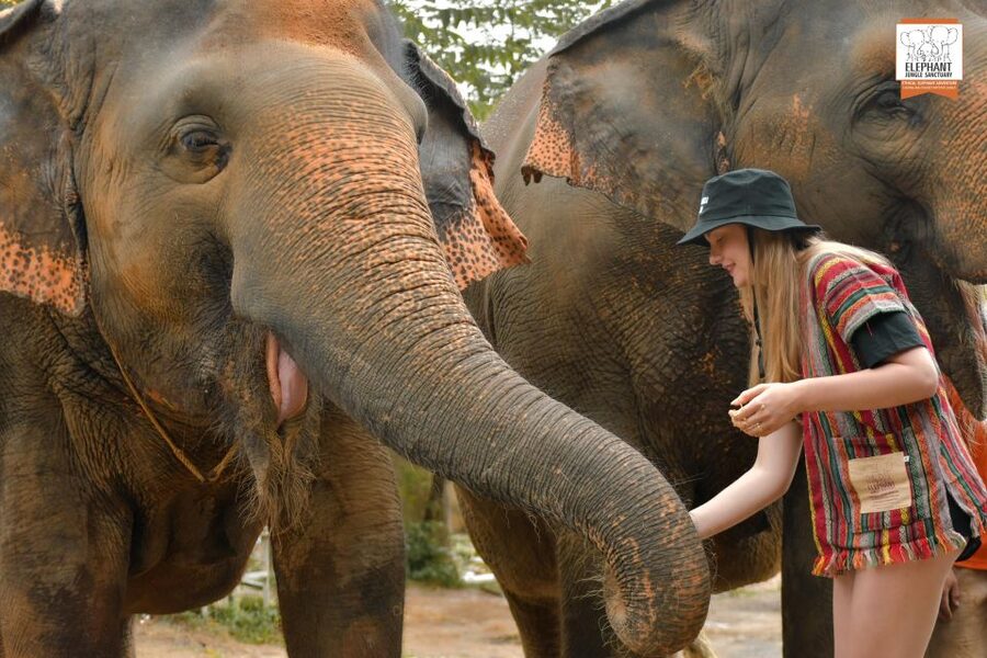Phuket: Elephant Jungle Sanctuary Ethical Feeding Experience - Feeding fruit, grass, and banana leaves