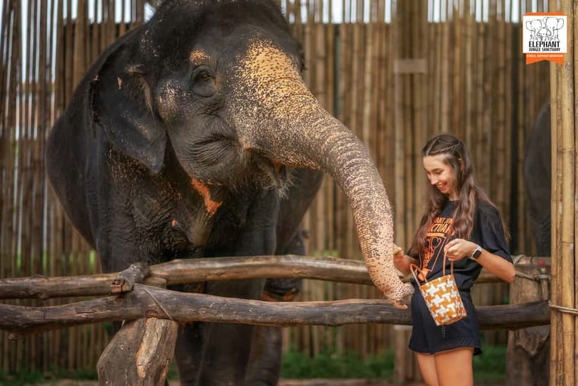 Phuket: Elephant Jungle Sanctuary Ethical Feeding Experience - Choosing your time and preparing well