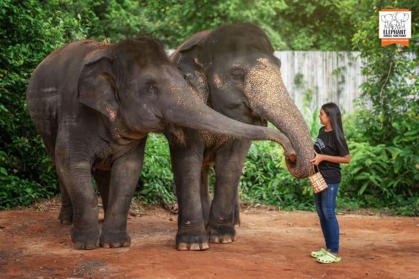 Phuket: Elephant Jungle Sanctuary Ethical Feeding Experience - Who should book this Phuket elephant experience