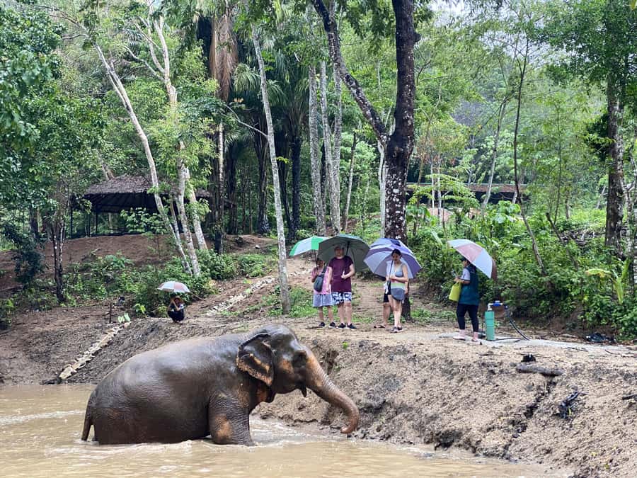Phuket: Elephant Nature Reserve Entry Ticket and Guided Tour - Meeting the elephants beside Hug Me Cafe