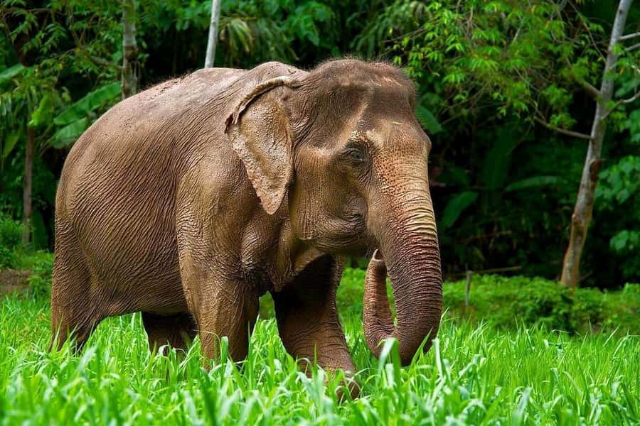 Phuket: Elephant Nature Reserve Entry Ticket and Guided Tour - Learning each elephant’s story