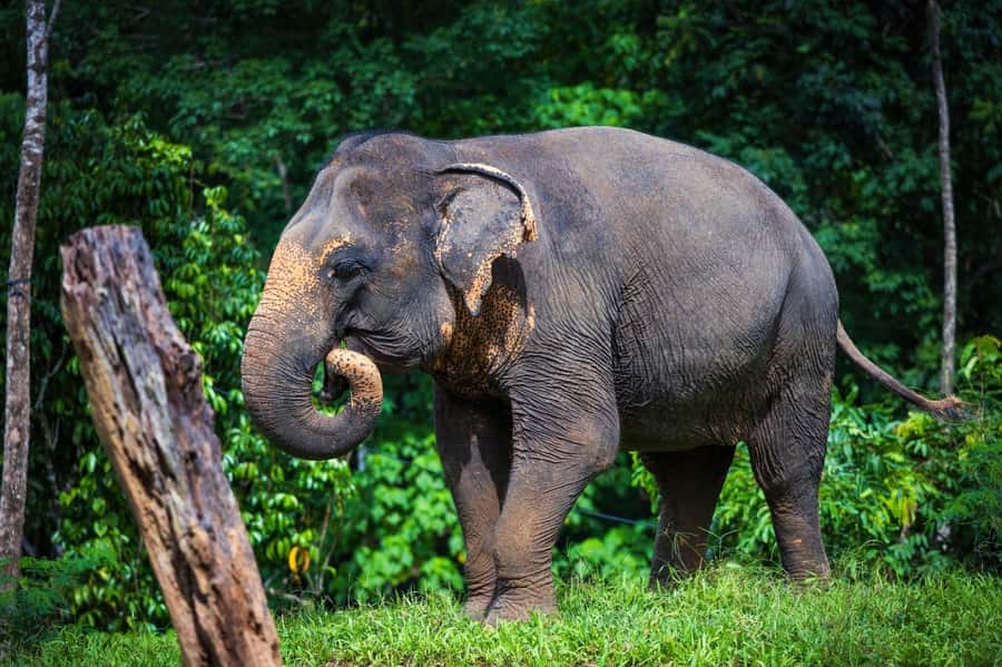 Phuket: Elephant Nature Reserve Entry Ticket and Guided Tour - Walking through the jungle observation area