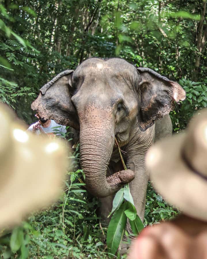 Phuket: Elephant Nature Reserve Entry Ticket and Guided Tour - What the 90 minutes feels like