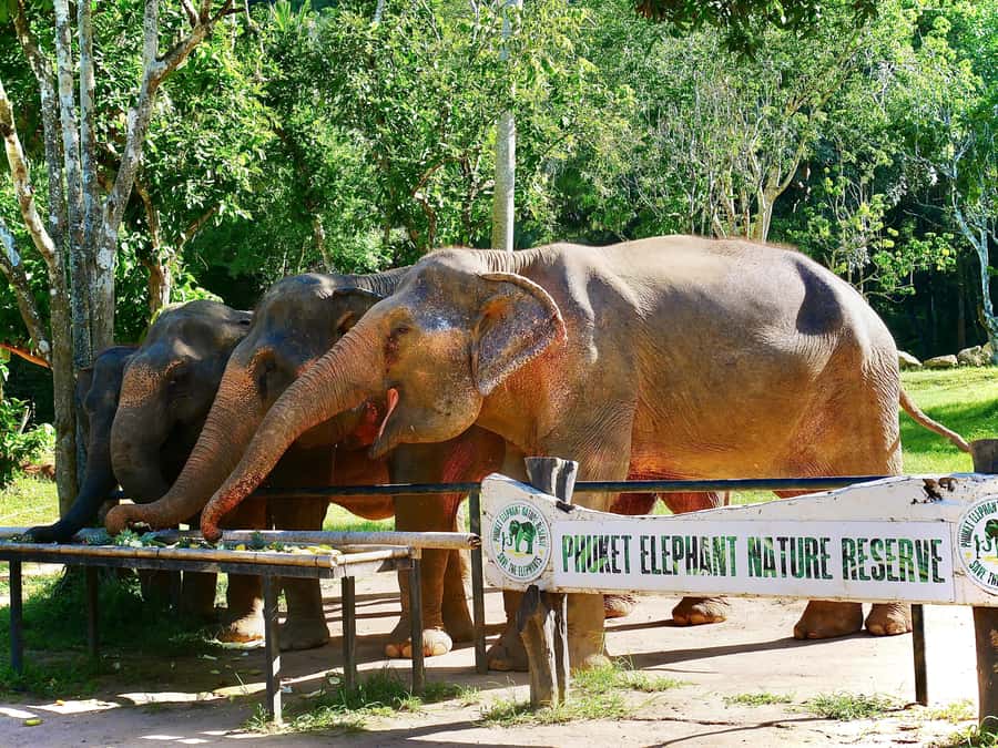 Phuket: Elephant Nature Reserve Entry Ticket and Guided Tour - Taking photographs without turning the elephants into props