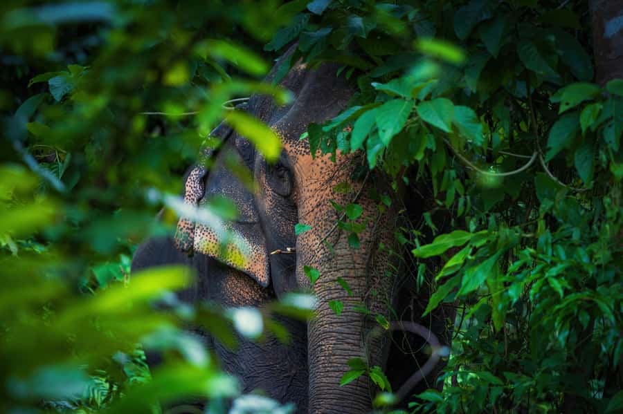 Phuket: Elephant Nature Reserve Entry Ticket and Guided Tour - Who will enjoy this reserve most
