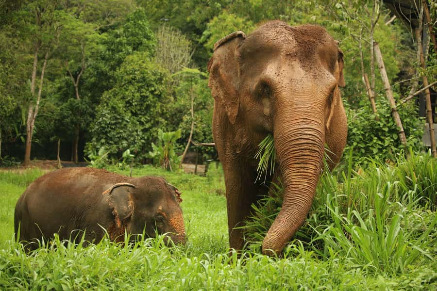 Phuket: Elephant Nature Reserve Entry Ticket and Guided Tour - Preparing breakfast for rescued elephants
