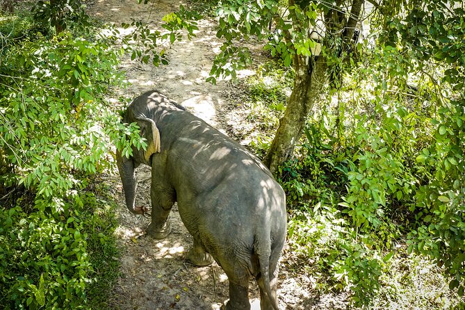 Phuket Elephant Sanctuary Canopy Walkway Tour - Watching elephants without rides or performances
