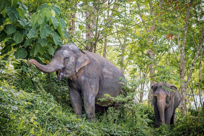 Phuket Elephant Sanctuary Canopy Walkway Tour - Feeding the elephants under staff direction