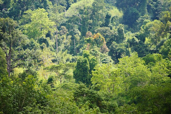 Phuket Elephant Sanctuary Canopy Walkway Tour - Why the elephant stories matter