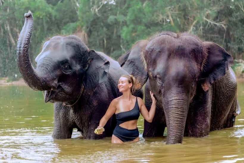 Phuket: Elephant Sanctuary Feed and Bathe Gentle Giants - Meeting Phuket’s rescued elephants