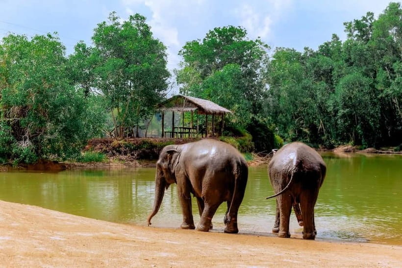 Phuket: Elephant Sanctuary Feed and Bathe Gentle Giants - Making the most of the photo time