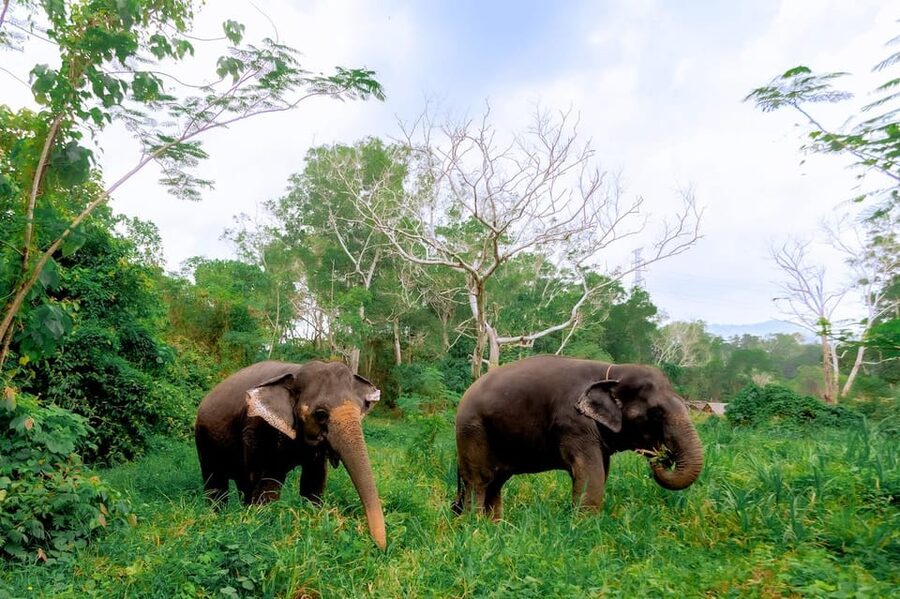 Phuket: Elephant Sanctuary Feed and Bathe Gentle Giants - Practical advice before you go