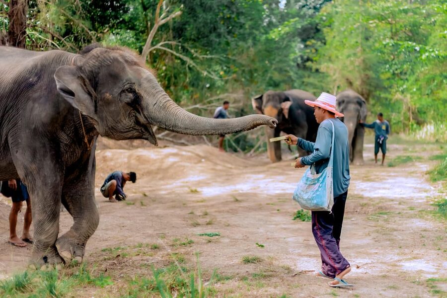 Phuket: Elephant Sanctuary Feed and Bathe Gentle Giants - Final verdict: is it worth booking?