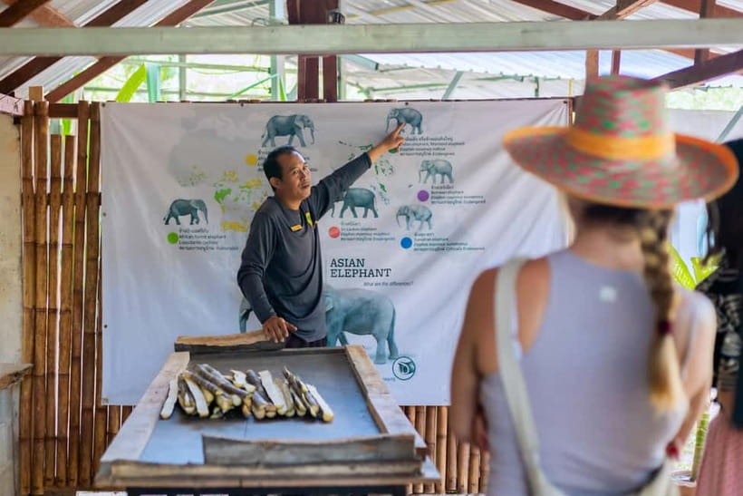 Phuket: Elephant Sanctuary Feed and Bathe Gentle Giants - Preparing a nutritious basket by hand