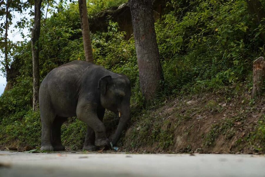 Phuket: Elephant Sanctuary Guided Tour with Hotel Transfers - Should you book it?