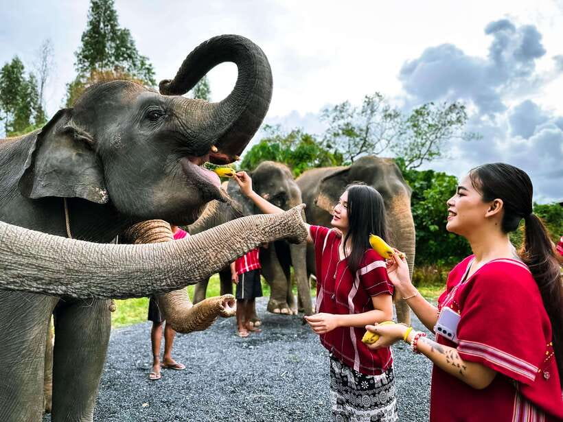 Phuket : Experience feeding and bathing elephants 1.5 Hrs. - Key points to know before you book