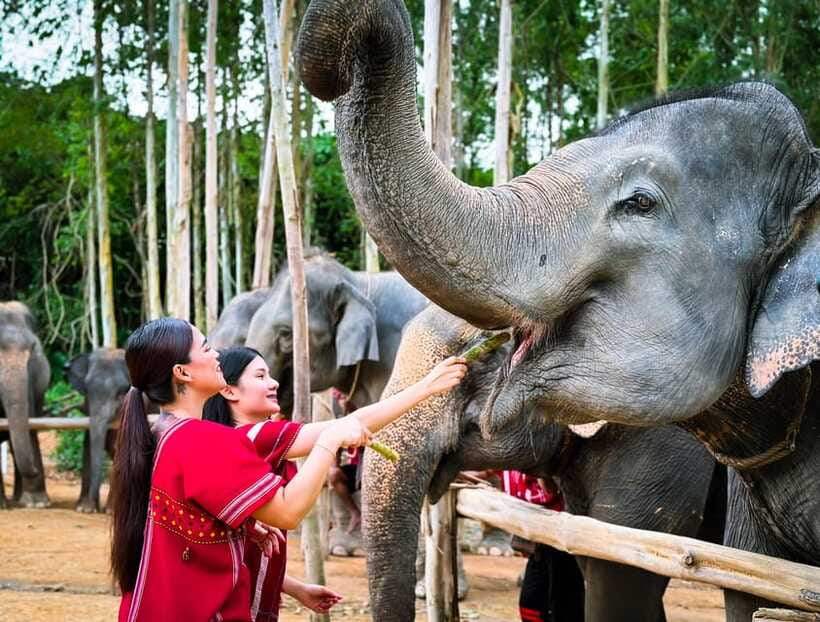 Phuket : Experience feeding and bathing elephants 1.5 Hrs. - Bathing the elephants and getting completely soaked