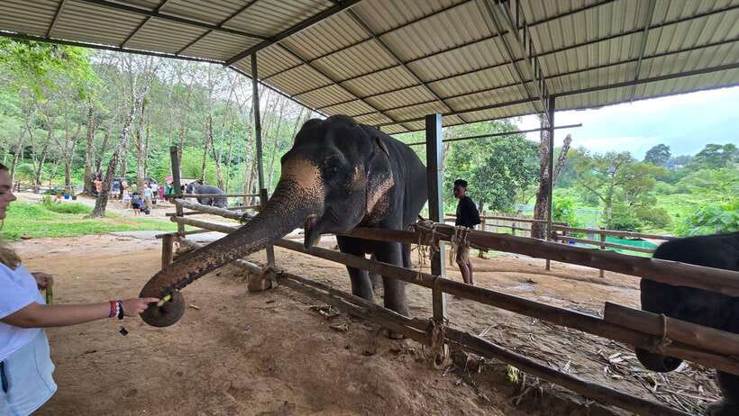 Phuket: Feeding Elephants at Phuket Elephant Care - Coffee, snacks, and an eco-tourism briefing