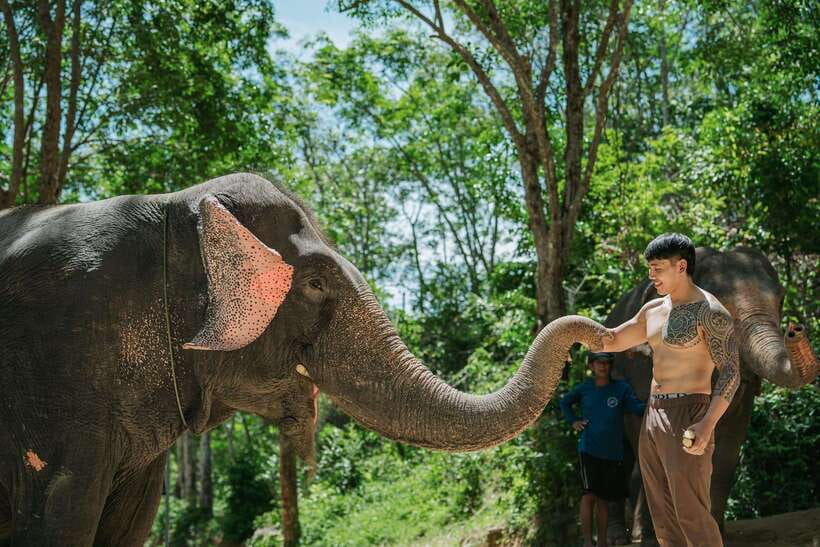Phuket: Feeding Elephants at Phuket Elephant Care - Feeding elephants with seasonal fruit