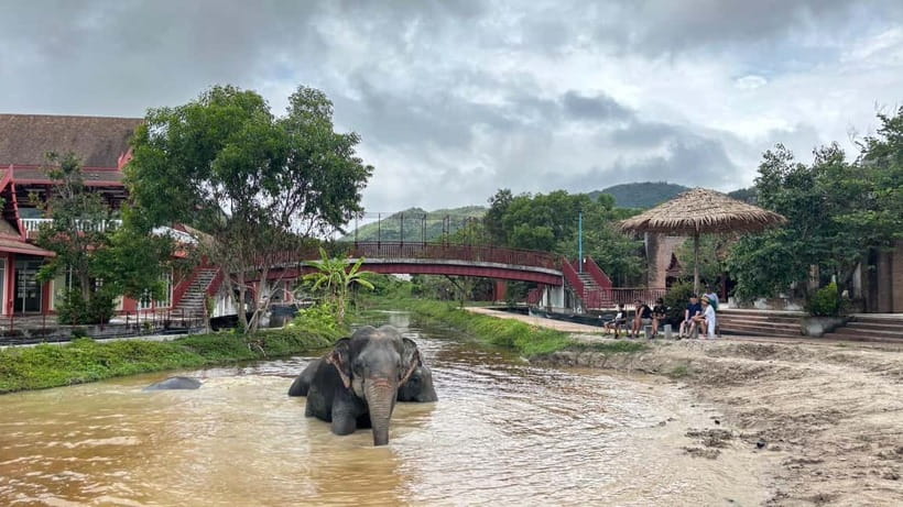 Phuket: Freedom Elephant Reserve - Ethereal Nature Walk - Feeding time brings you closest