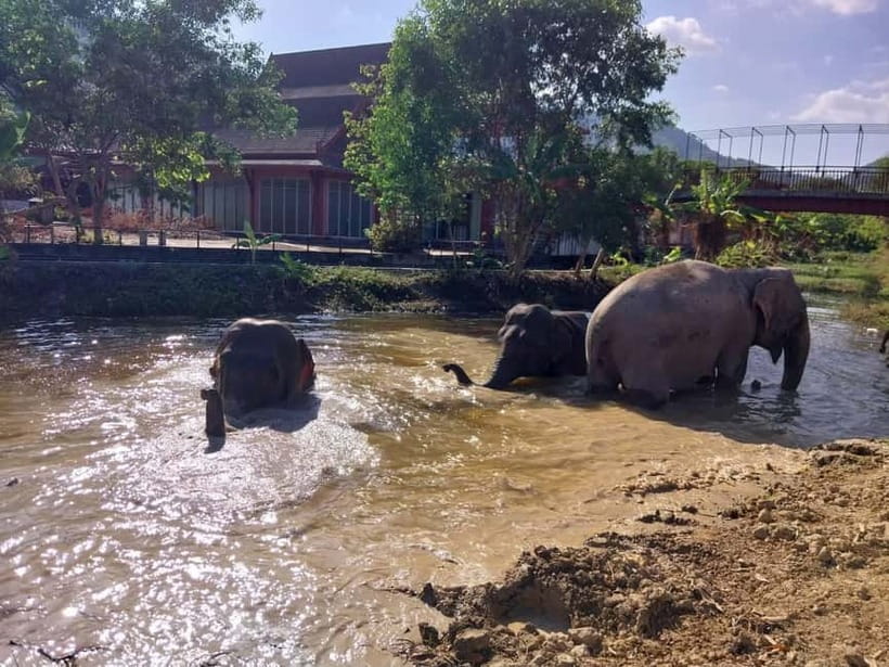 Phuket: Freedom Elephant Reserve - Ethereal Nature Walk - Should you book Freedom Elephant Reserve?