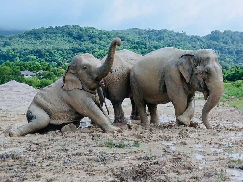 Phuket: Freedom Elephant Reserve - Ethereal Nature Walk - Is $51 good value?