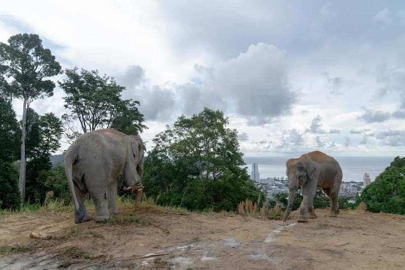 Phuket: Guide Tour to Patong Elephant Sanctuary - Booking, cancellations, and the best time to decide