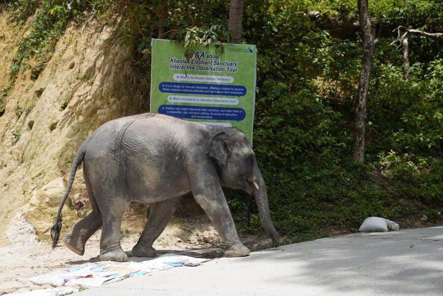Phuket: Guide Tour to Patong Elephant Sanctuary - Meeting Phuket’s retired elephants