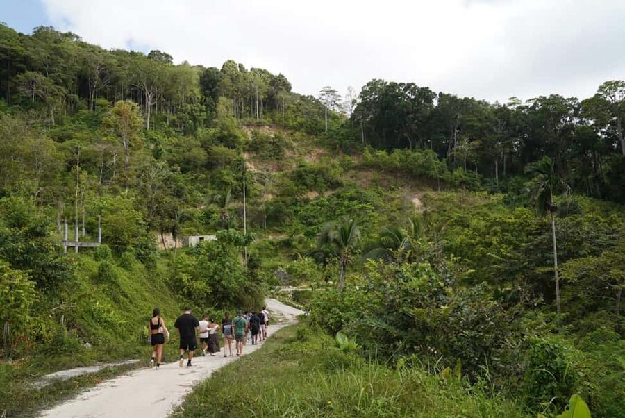 Phuket: Guide Tour to Patong Elephant Sanctuary - Cutting banana trees and collecting grass