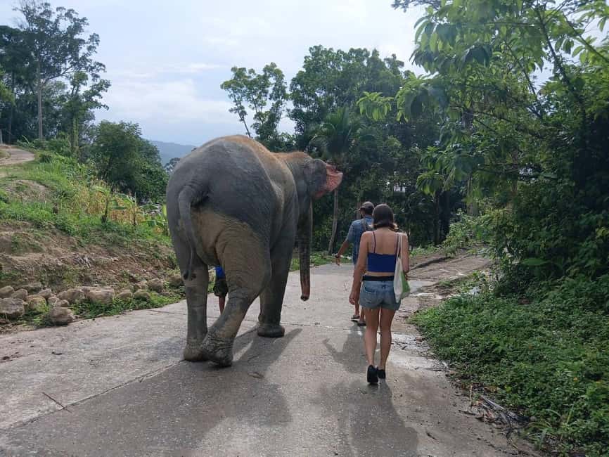 Phuket: Guided Tour to Elephant Sanctuary & Hotel Transfer - Key points to know before booking
