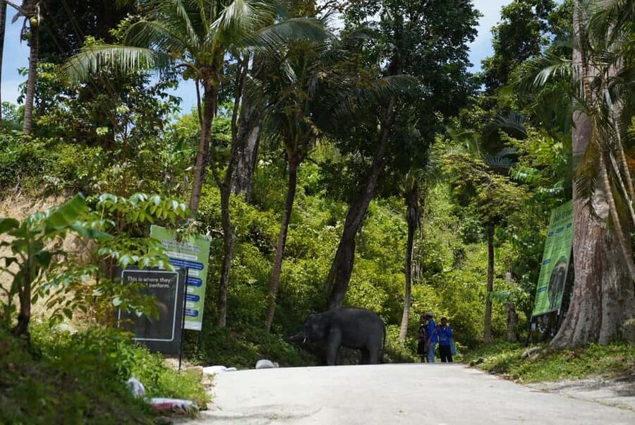 Phuket: Guided Tour to Elephant Sanctuary & Hotel Transfer - Practical details that will make the visit smoother