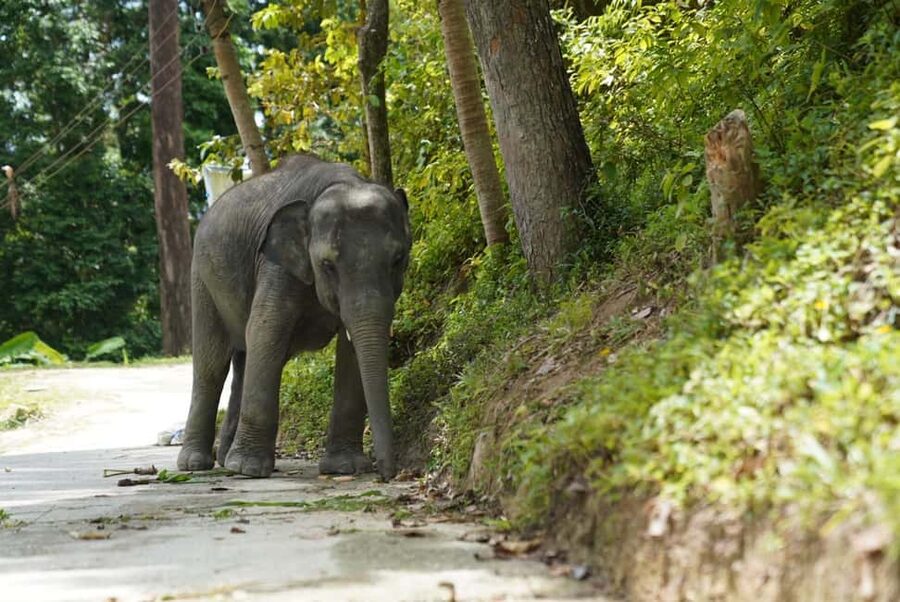 Phuket: Guided Tour to Elephant Sanctuary & Hotel Transfer - How the sanctuary approach affects the experience
