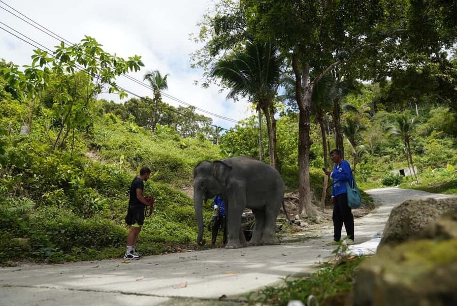 Phuket: Guided Tour to Elephant Sanctuary & Hotel Transfer - Is $38 good value from Phuket?