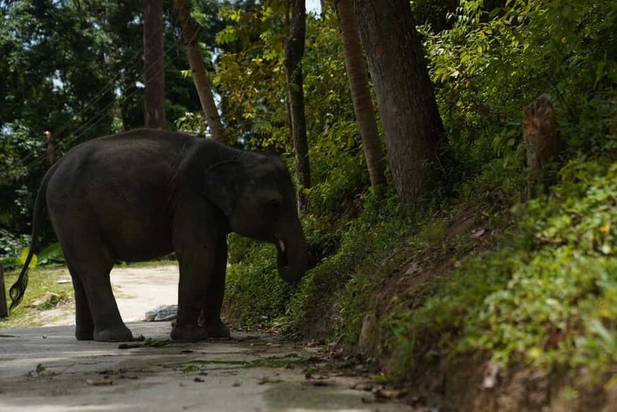 Phuket : Guided Tour to Elephant Sanctuary with Transfers - Hand-feeding without forcing contact