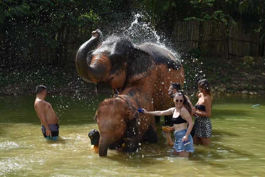 Phuket: Half Day or 2-Hour Ethical Elephant Care Sanctuary - Feeding the elephants: the strongest part of the short visit