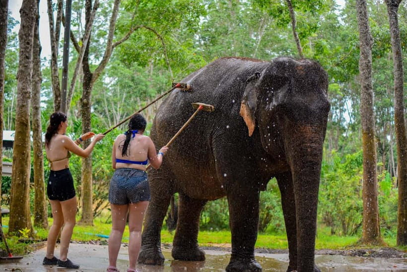 Phuket: Happy Hour Feed and Rain Shower with Elephant - Meeting elephants at Lily Elephant Camp Phuket