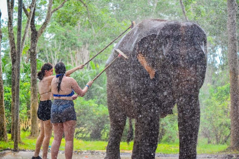 Phuket: Happy Hour Feed and Rain Shower with Elephant - Giving the elephants a rain shower