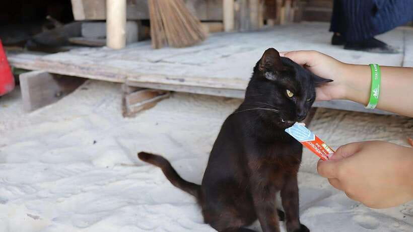 Phuket: Khai Nok, Khai Nai, and Khai Nui Island Day Trip - Why this half-day island trip works