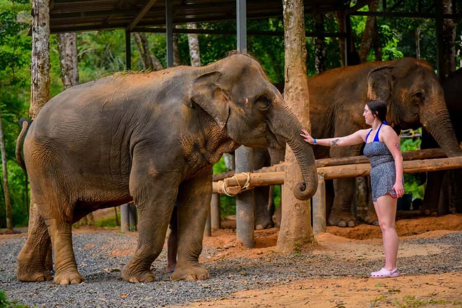 Phuket: Make & Meet The Gentle Giant Experience - Should you book Lily Elephant Camp?
